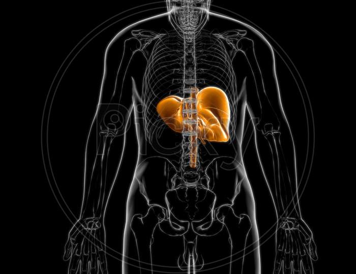 Liver Human Digestive System Anatomy For Medical Concept 3D