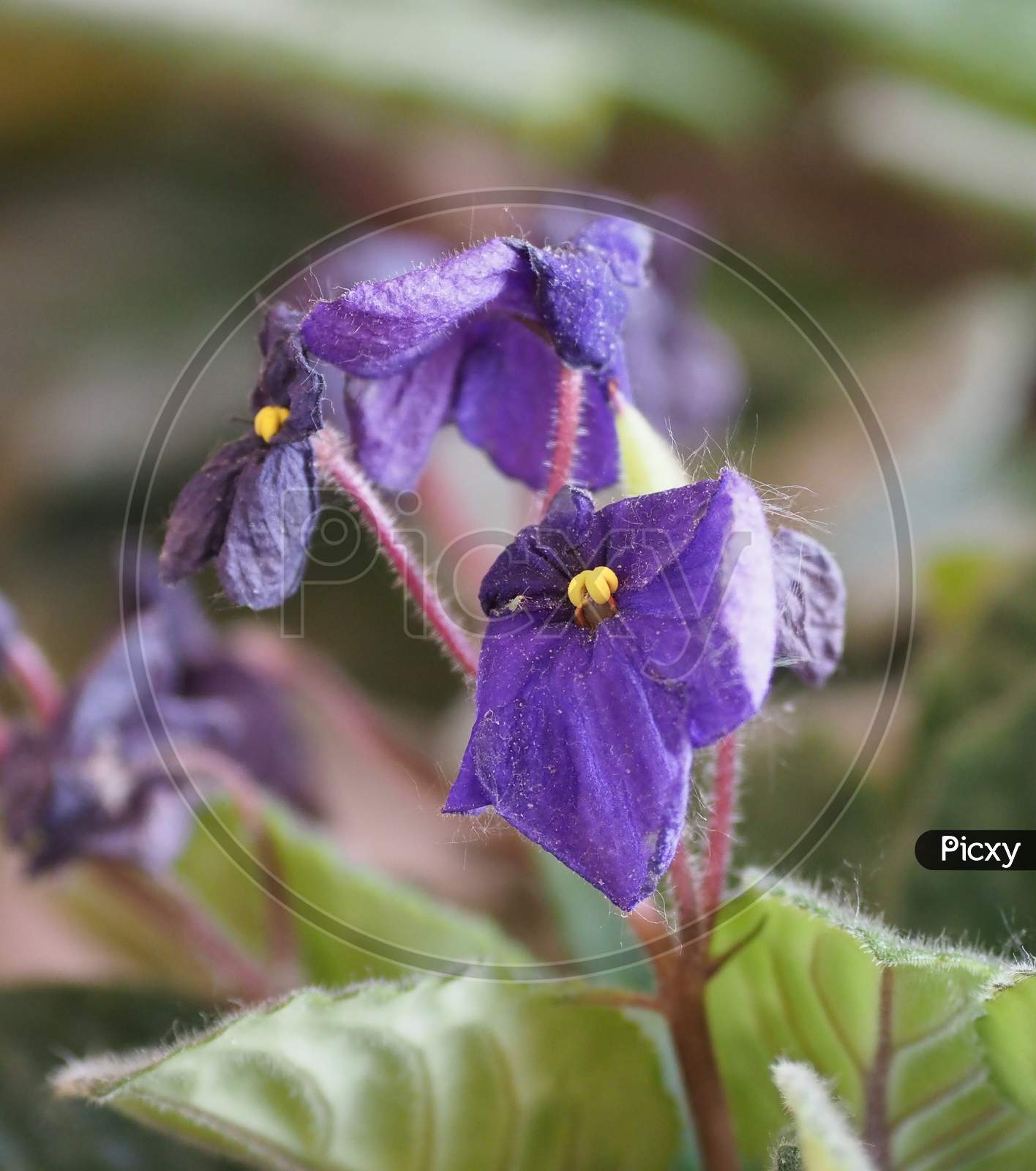 Saintpaulia (Streptocarpus Saintpaulia) Plant Purple Flower