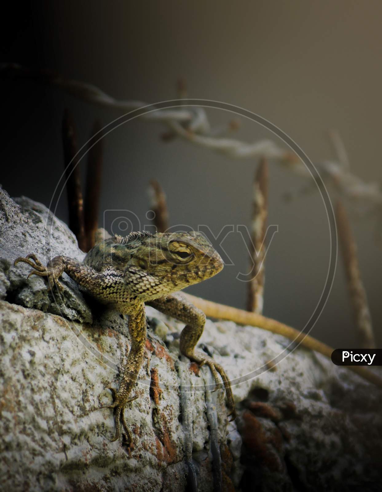 Image of Top Shot Of Small Indian Ground Lizard (Girgit) With Cemented  Background.-KM356492-Picxy