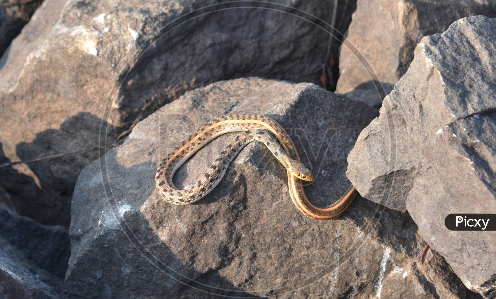 Closeup Image Of A Poisonous Snake Taking Sunbath Near A Lake