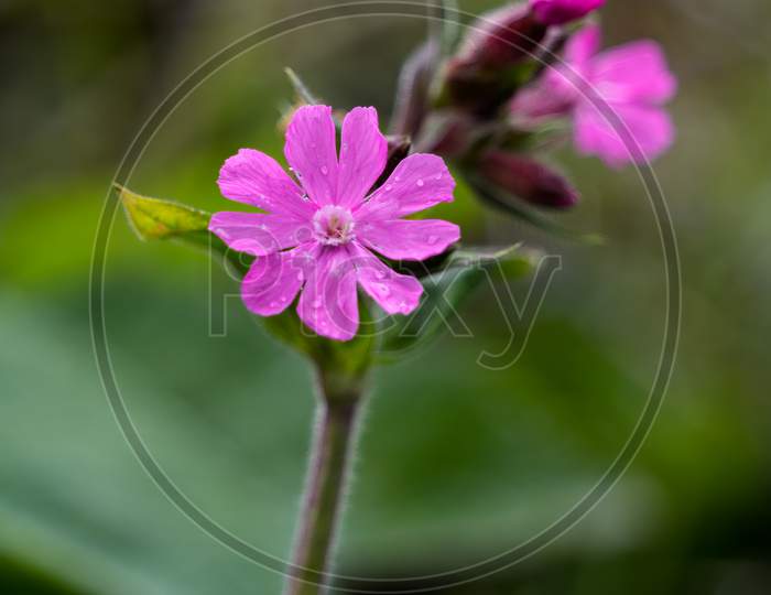 Red Campion (Silene Dioica) Growing In Springtime In Cornwall