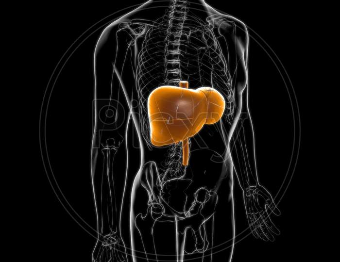 Liver Human Digestive System Anatomy For Medical Concept 3D