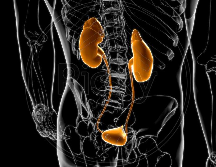Human Urinary System Kidneys With Bladder Anatomy For Medical Concept 3D Rendering
