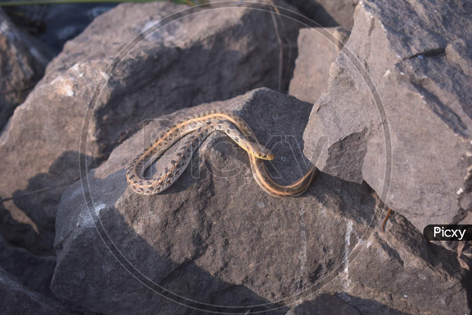 A Little Baby Snake Taking Sunbath On Top Of The Rocks