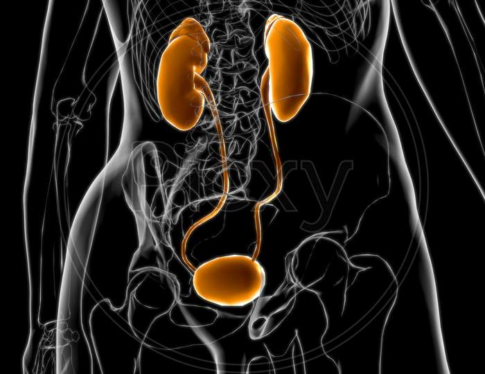 Human Urinary System Kidneys With Bladder Anatomy For Medical Concept 3D Rendering