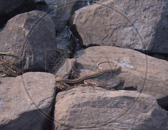 Poisonous Snake Hiding Inside A Rock Near A Lake