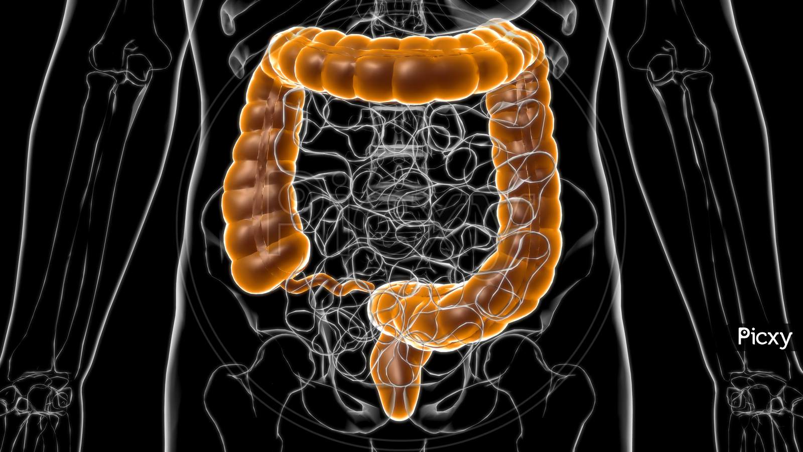 Large Intestine Human Digestive System Anatomy For Medical Concept 3D