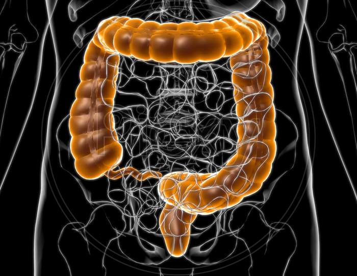 Large Intestine Human Digestive System Anatomy For Medical Concept 3D