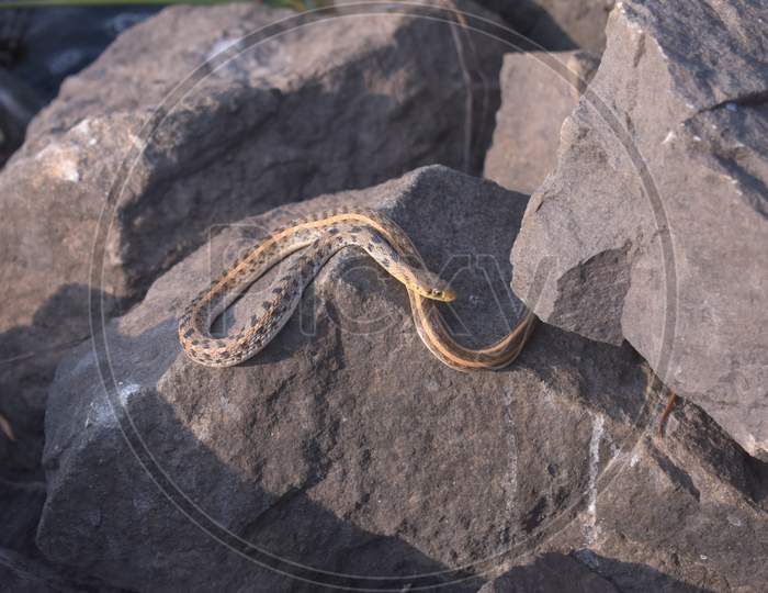 A Little Baby Snake Taking Sunbath On Top Of The Rocks