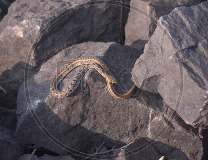 Poisonous Snake Trying To Hide Inside The Rock