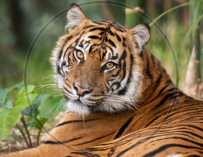 Tiger, Wildlife photograh