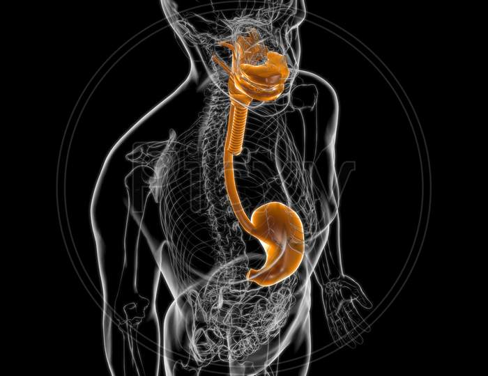Stomach Anatomy Human Digestive System For Medical Concept 3D Rendering