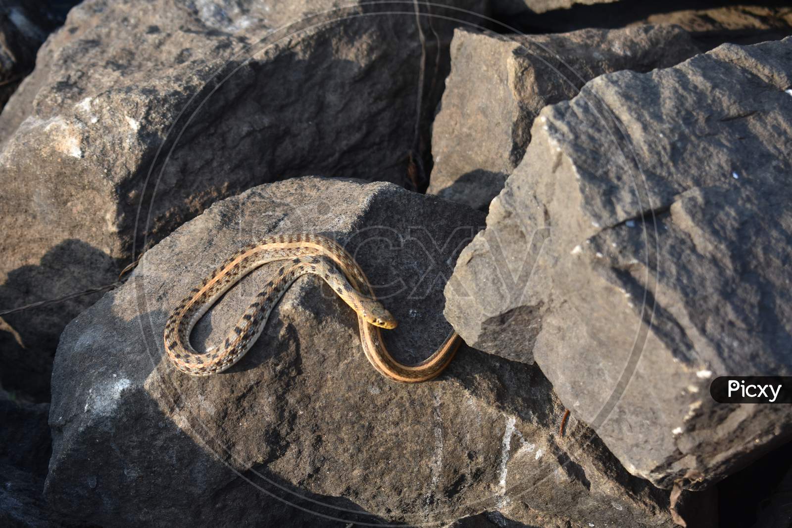 A Poisonous Snake Taking Sun Bath In A Rock Near A Lake