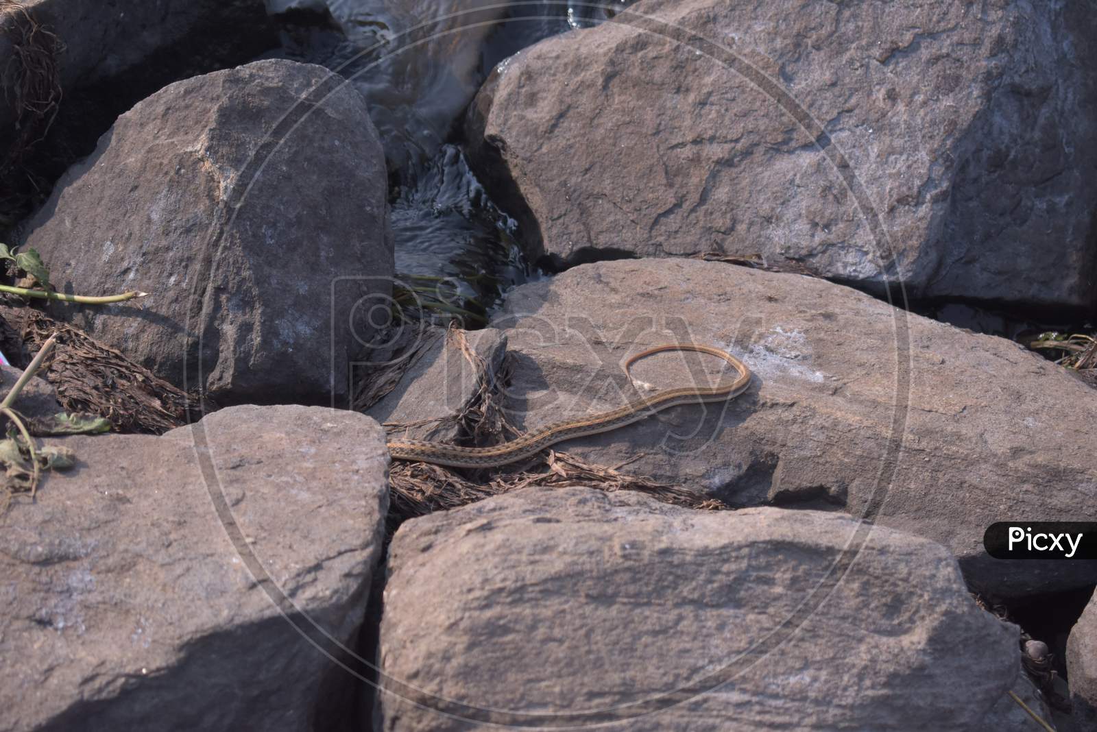 Poisonous Snake Hiding Inside A Rock Near A Lake
