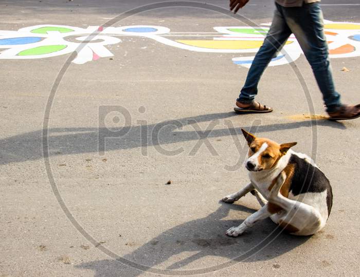 Steet Dog  I Captured This Image On 20Th February 2018 From Dhaka, Bangladesh, South Asia