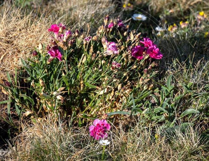 Wild Carnation (Dianthus Caryophyllus) Flowering In The Spring Sunshine At Kynance Cove
