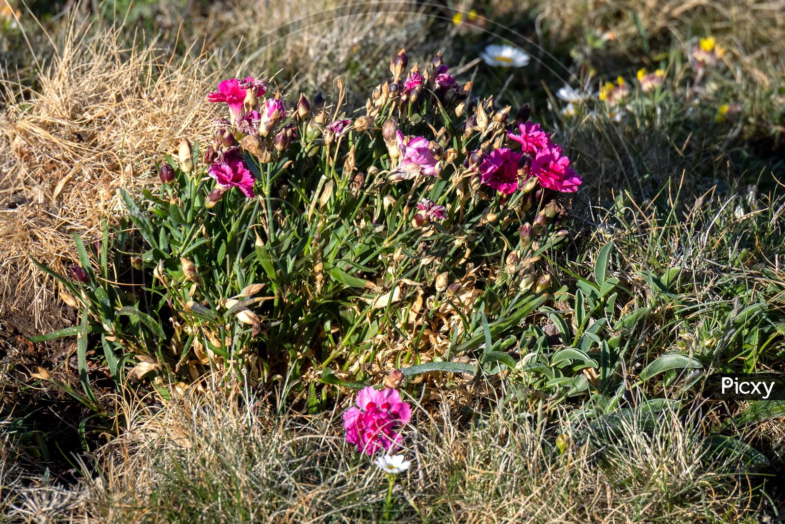 Wild Carnation (Dianthus Caryophyllus) Flowering In The Spring Sunshine At Kynance Cove