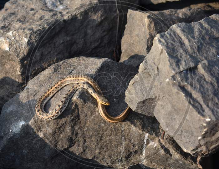 A Poisonous Snake Taking Sun Bath In A Rock Near A Lake