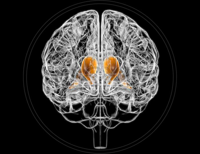 Brain Caudate Nucleus Anatomy For Medical Concept 3D