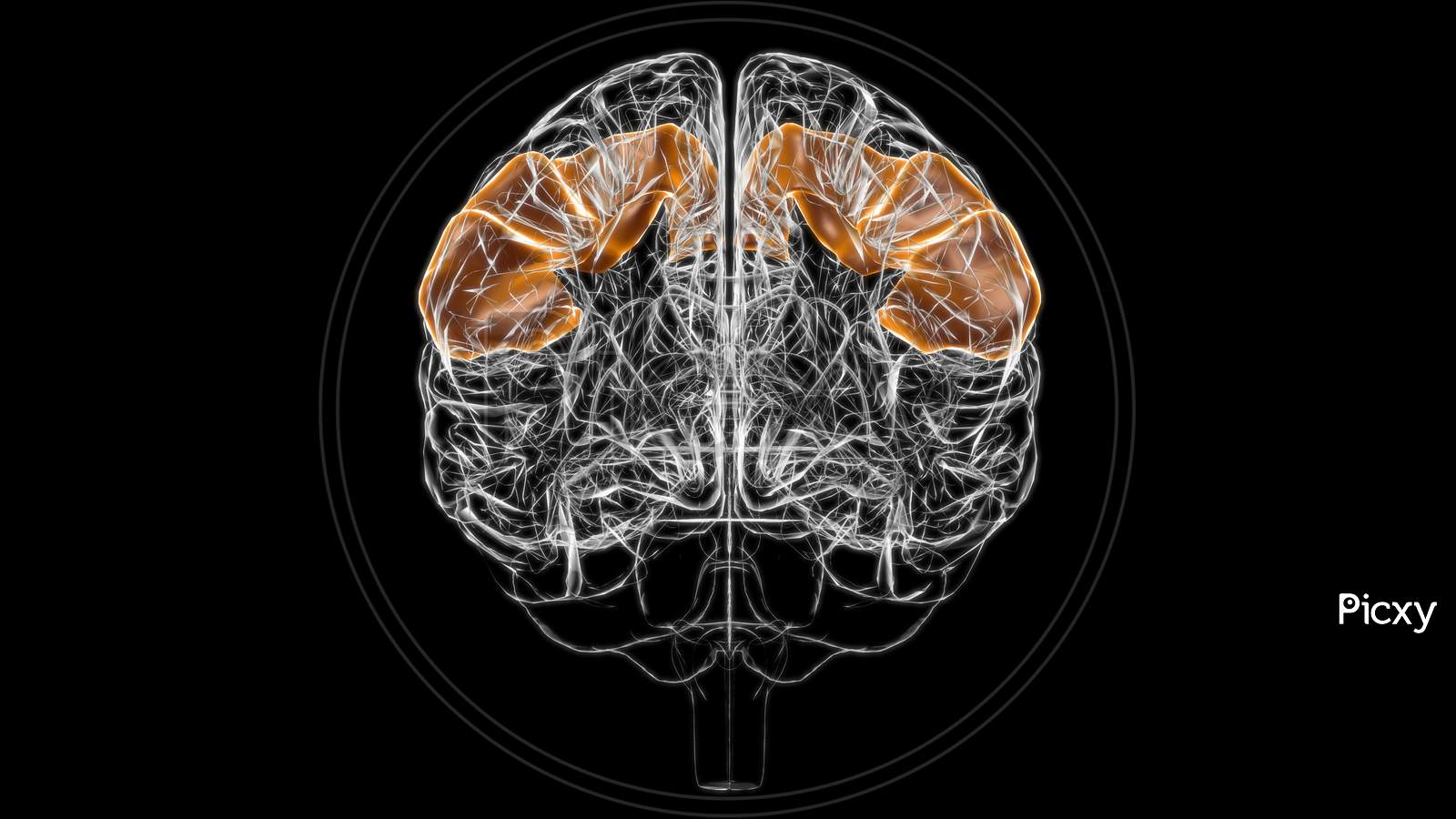 Brain Postcentral Gyrus Anatomy For Medical Concept 3D