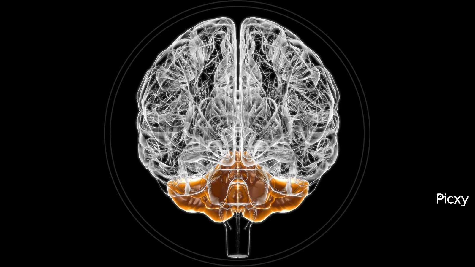Brain Cerebellum Anatomy For Medical Concept 3D