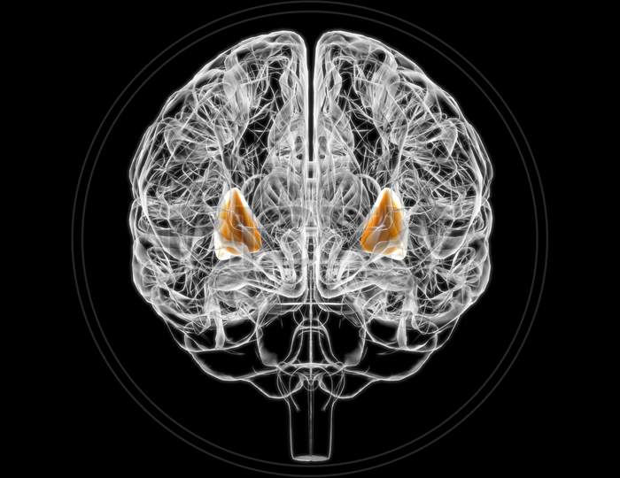 Brain Putamen Anatomy For Medical Concept 3D