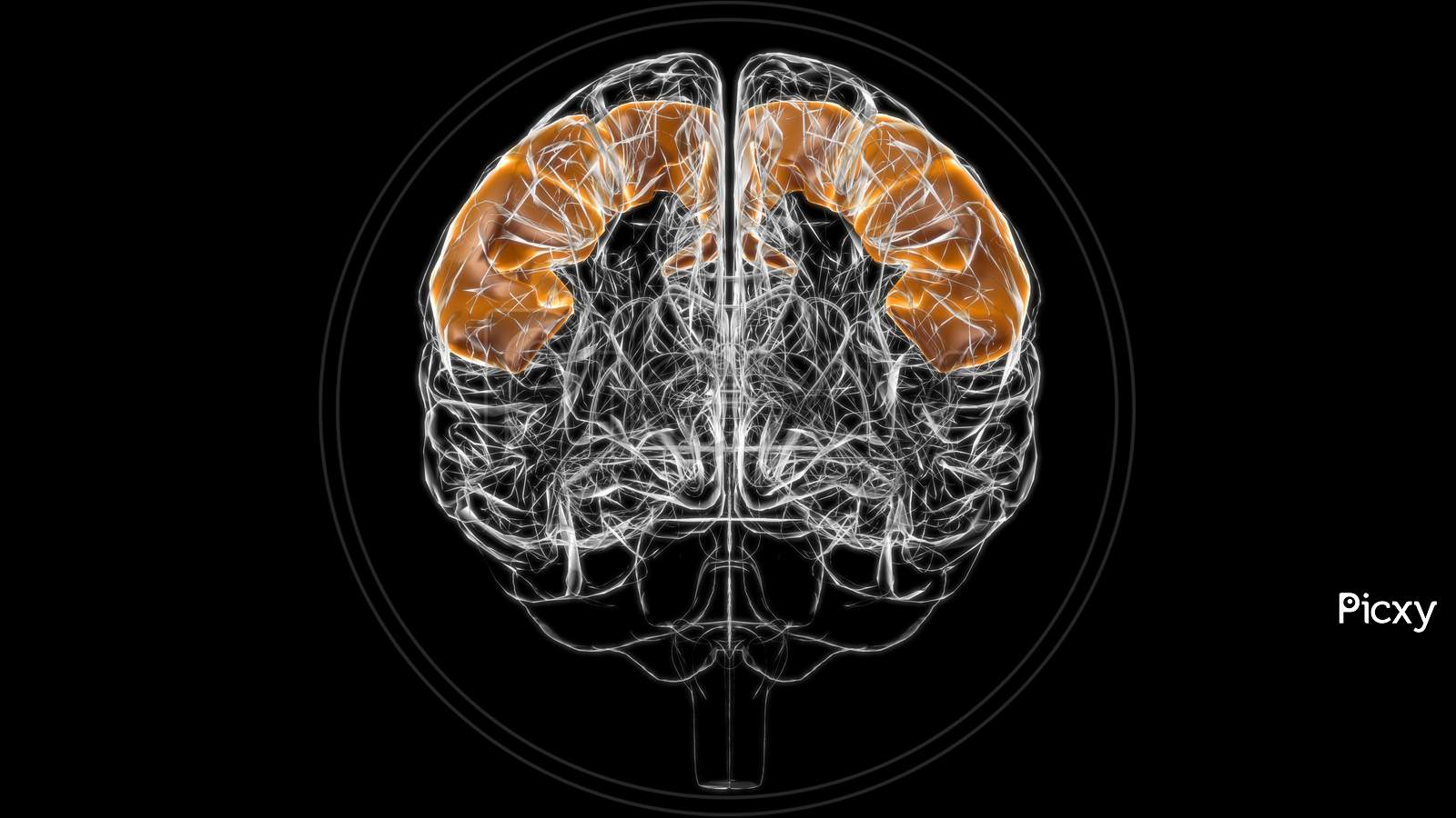 Brain Precentral Gyrus Anatomy For Medical Concept 3D