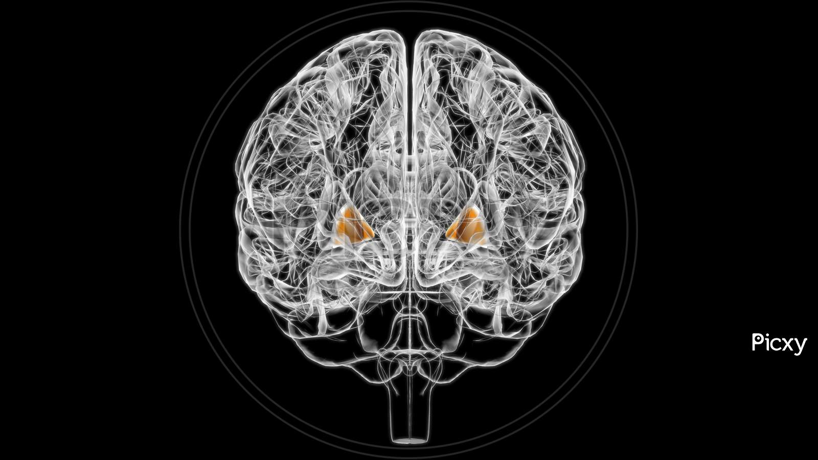 Brain Globus Pallidus Anatomy For Medical Concept 3D