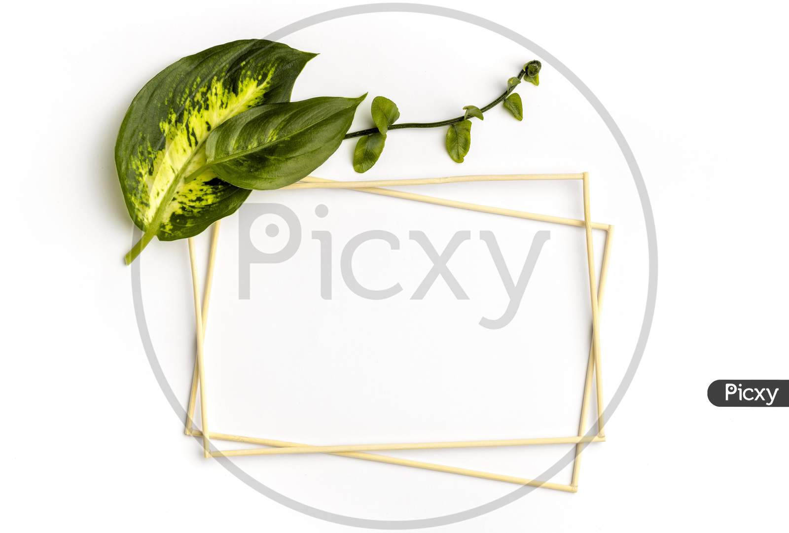 Flat lay arrangement of green leaves with empty frames