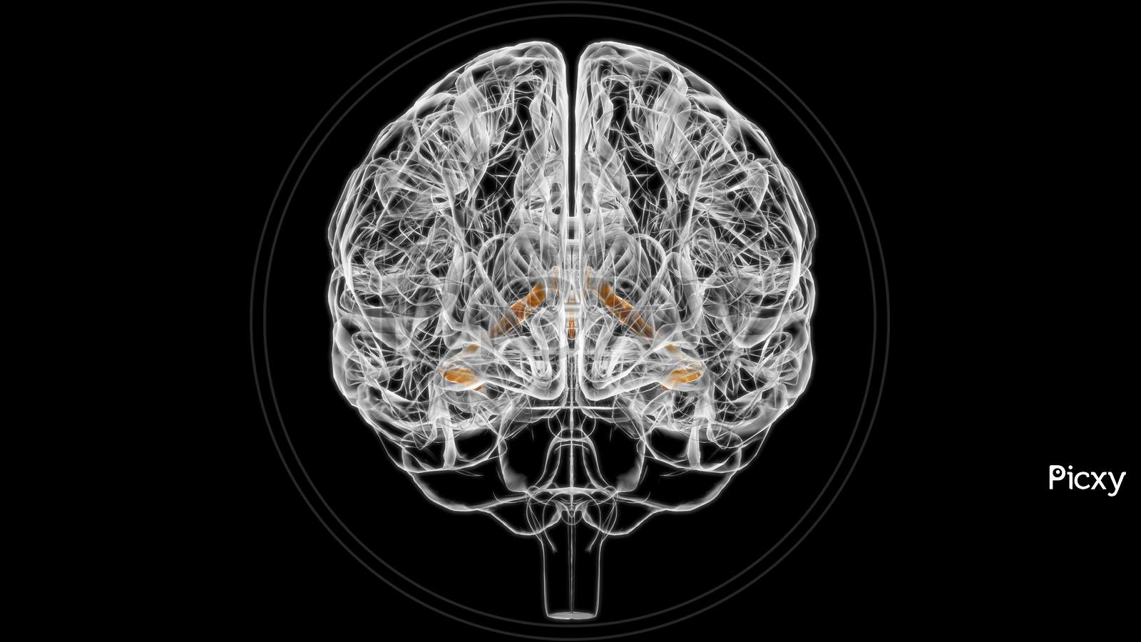 Brain Choroid Plexus Of Cerebral Hemisphere Anatomy For Medical Concept 3D