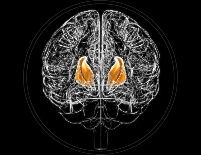 Brain Internal Capsule Anatomy For Medical Concept 3D