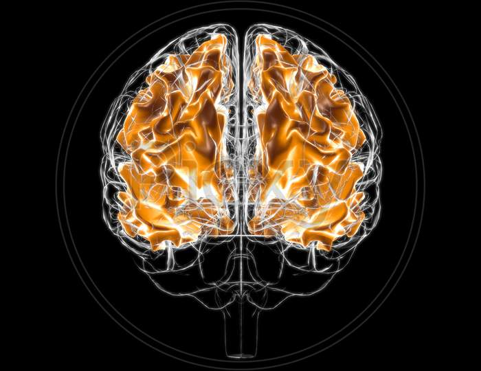 Brain White Matter Of Cerebral Hemisphere Anatomy For Medical Concept 3D