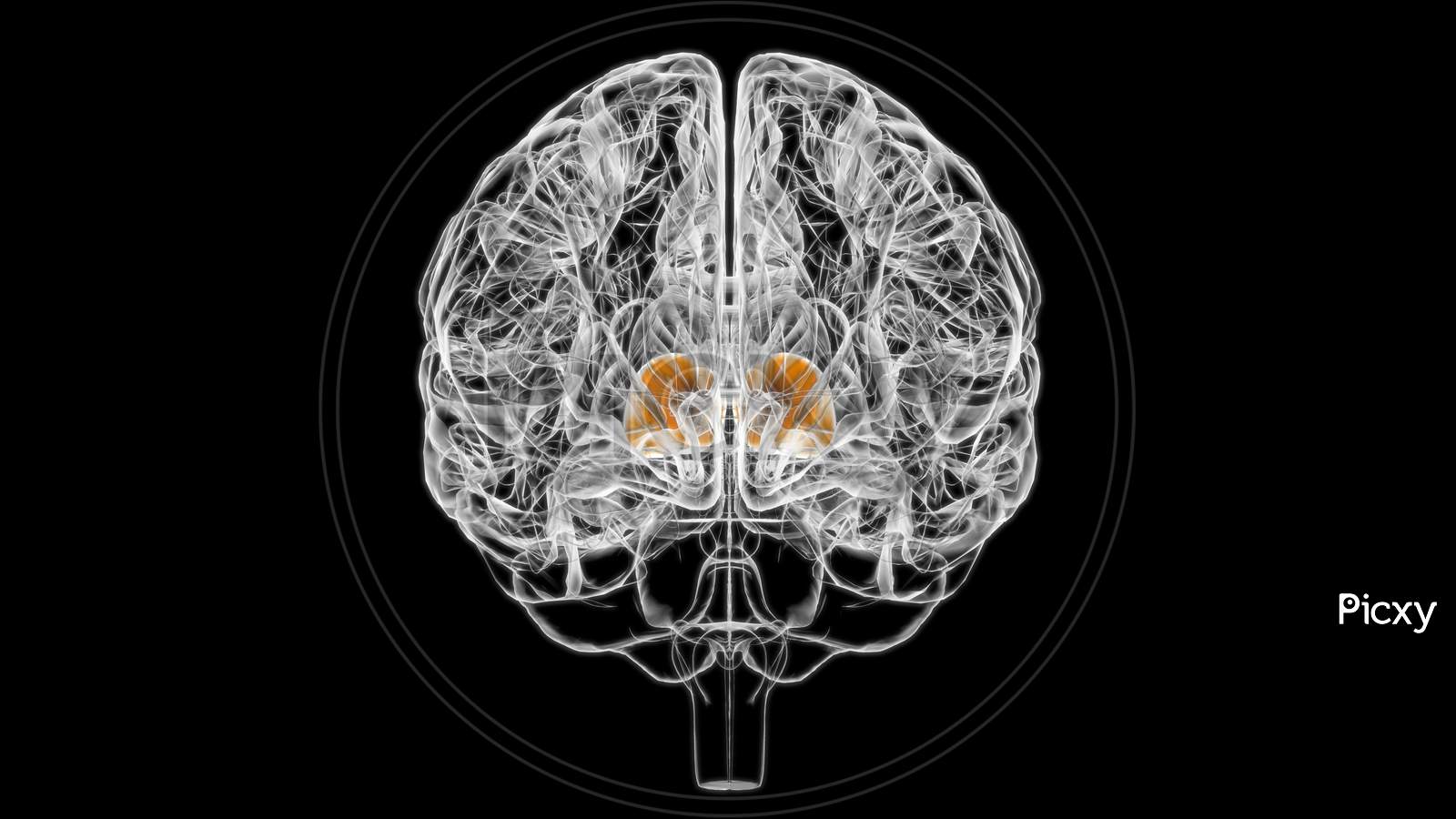 Brain Thalamus Anatomy For Medical Concept 3D