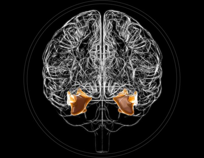 Brain Fusiform Gyrus Anatomy For Medical Concept 3D