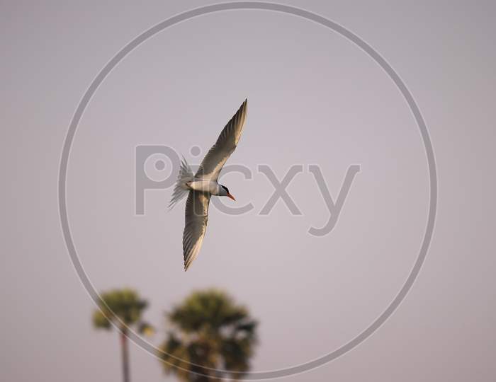 Bird flying || birds photography