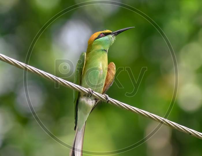 Beautiful colored Bee-eater bird sitting on a an electrical line