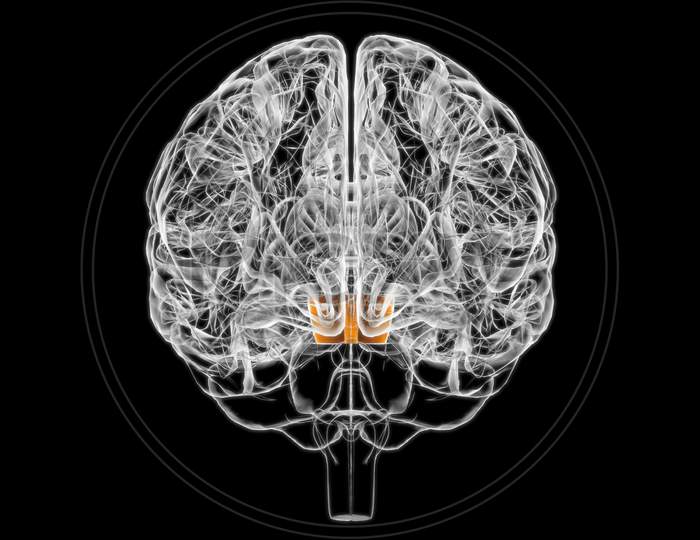 Brain Midbrain Anatomy For Medical Concept 3D