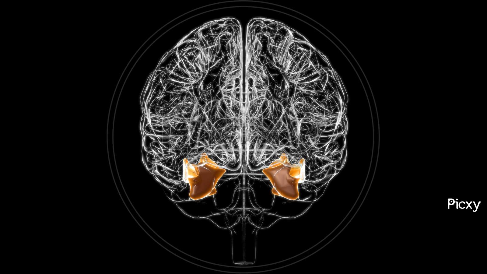 Brain Fusiform Gyrus Anatomy For Medical Concept 3D