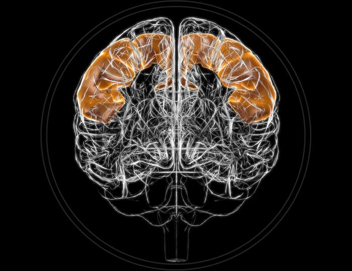Brain Precentral Gyrus Anatomy For Medical Concept 3D