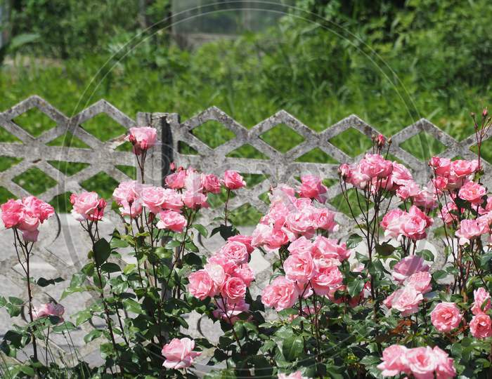 Pink Roses Bush