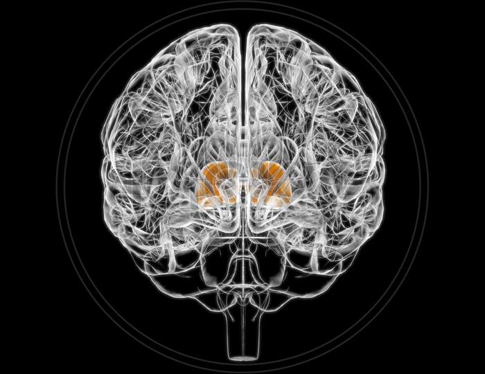 Brain Thalamus Anatomy For Medical Concept 3D