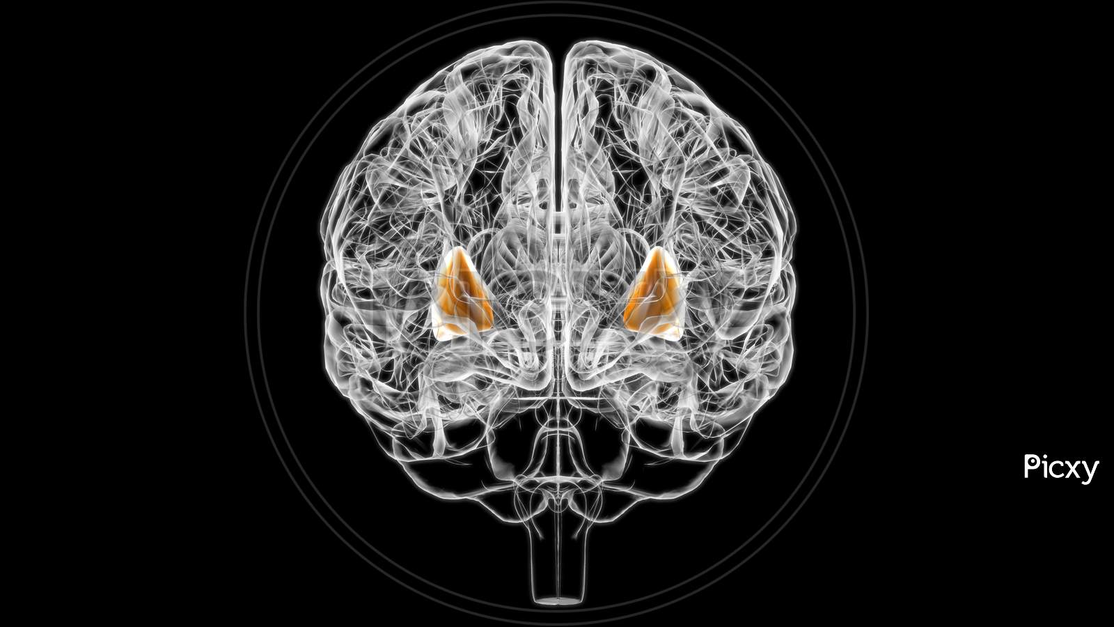 Brain Putamen Anatomy For Medical Concept 3D