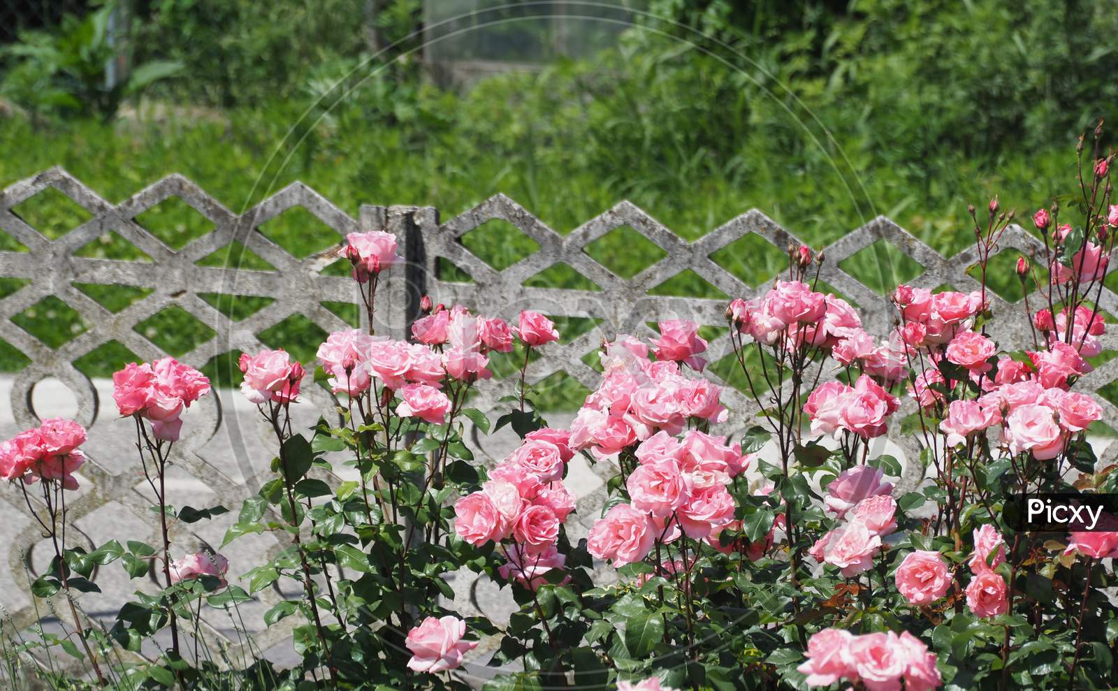 Pink Roses Bush