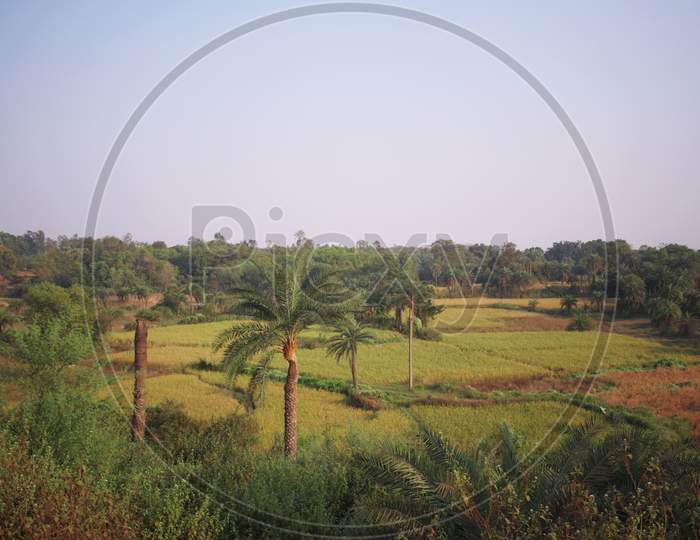 Image of Green Agricultural Land Captured From Far With Palm Trees ...