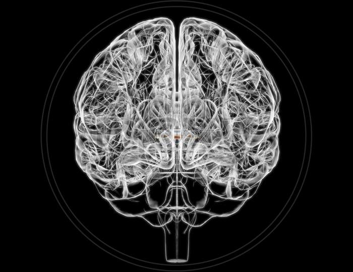 Brain Anterior Commissure Anatomy For Medical Concept 3D