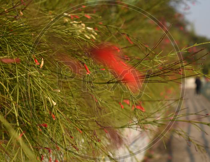 Red Colored Fire Cracker Plant In Focus