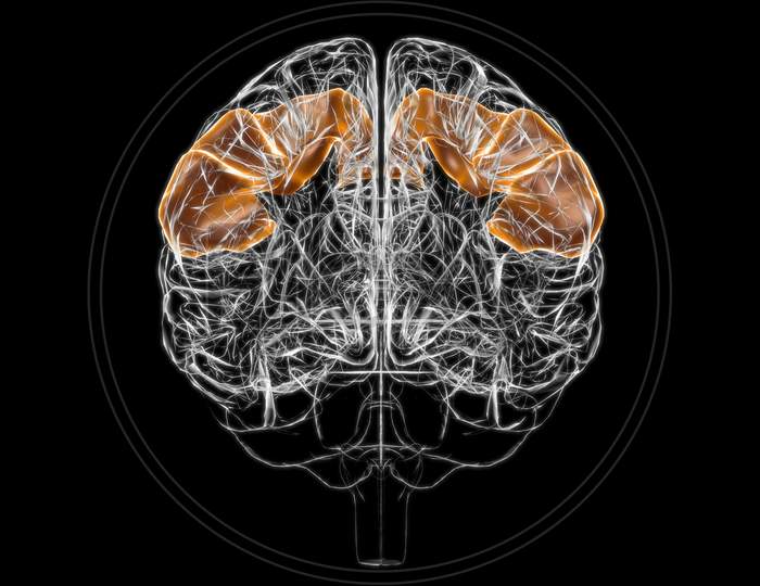 Brain Postcentral Gyrus Anatomy For Medical Concept 3D
