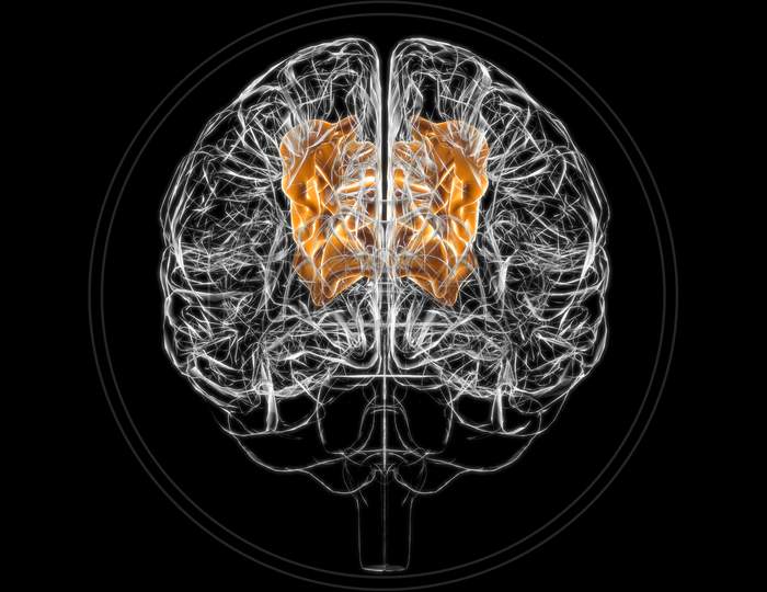 Brain Superior Parietal Lobule Anatomy For Medical Concept 3D