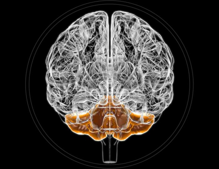 Brain Cerebellum Anatomy For Medical Concept 3D