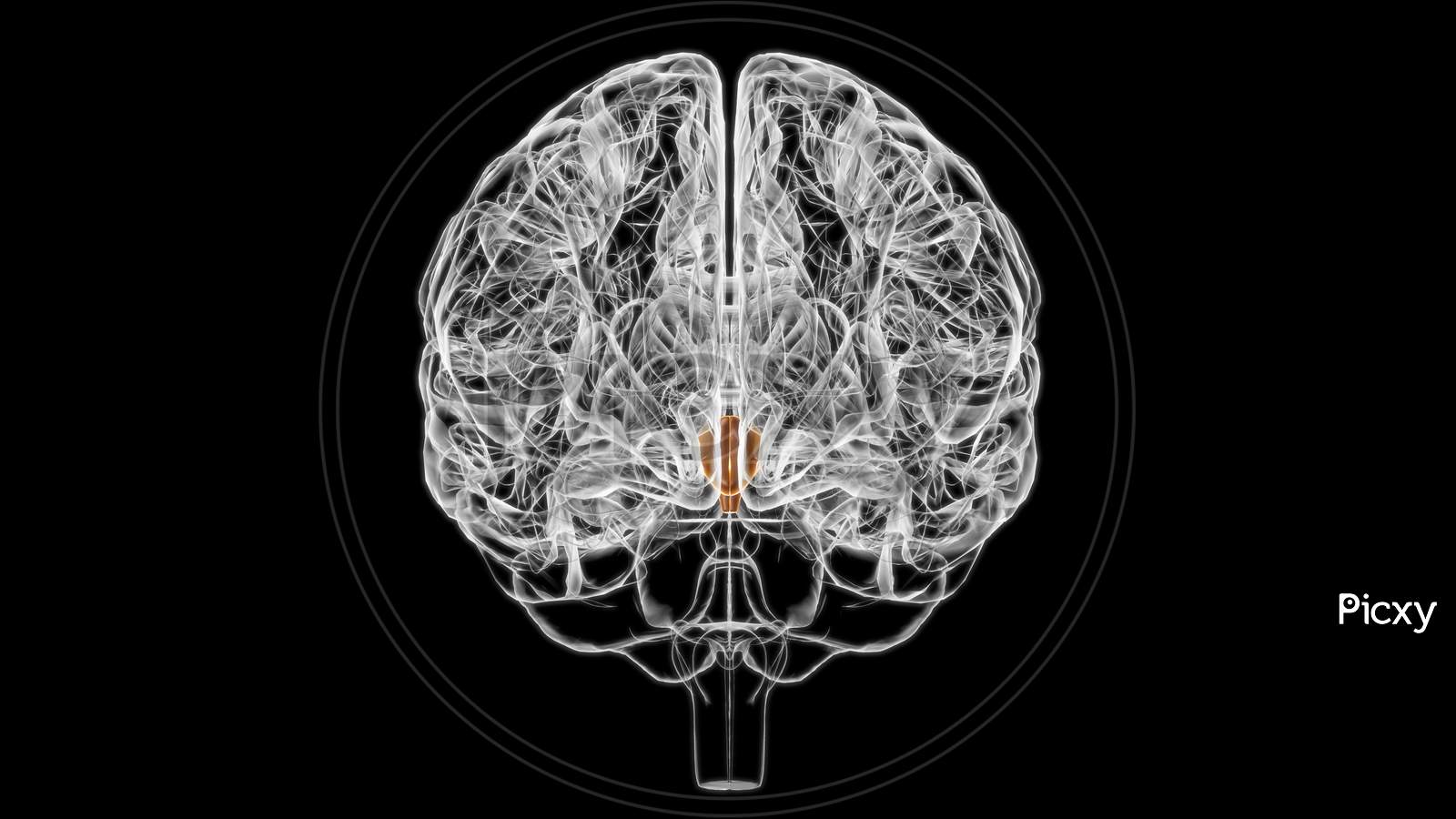 Brain Hypothalamus Anatomy For Medical Concept 3D